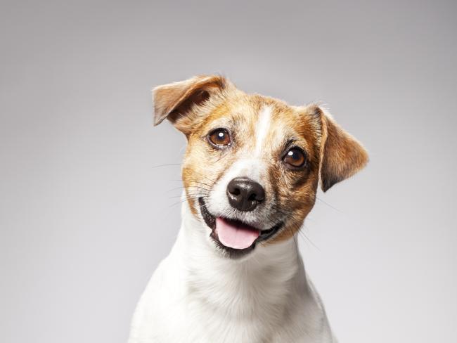 Portrait of a Jack Russel Terrierhttp://bit.ly/16Cq4VM