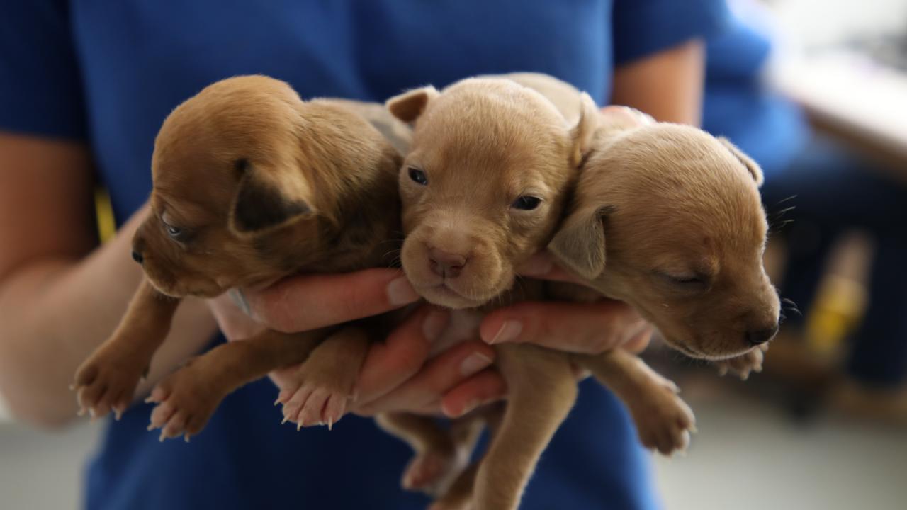 Rspca puppies store