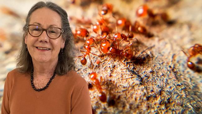 Fire ant ‘whistleblower’ Dr Pam Swepson, was named Whistleblower of the Year for her work into fire ant eradication funding. Picture: Contributed