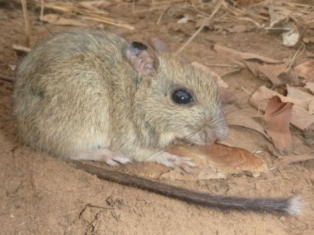 <p>Brush tailed rabbit rat. Capture rates for brush-tailed rabbit rats have dropped by 60 per cent. University of Melbourne ecologist Hugh Davies said they had caught about 40 per cent less animals than in the 2002 surveys. “So for every ten animals caught last time, this time we only trapped six,” he said. “The result for brush-tailed rabbit-rats was worse. “We only caught about a third the number as last time, and only found them at half the number of sites. Picture: Hugh Davies</p>