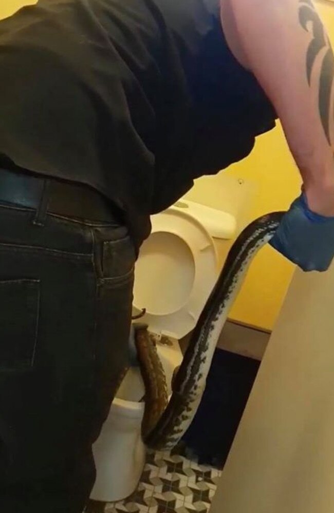 The 2m carpet python was found in the toilet of a Tarragindi home. Picture: Brisbane Snake Catchers