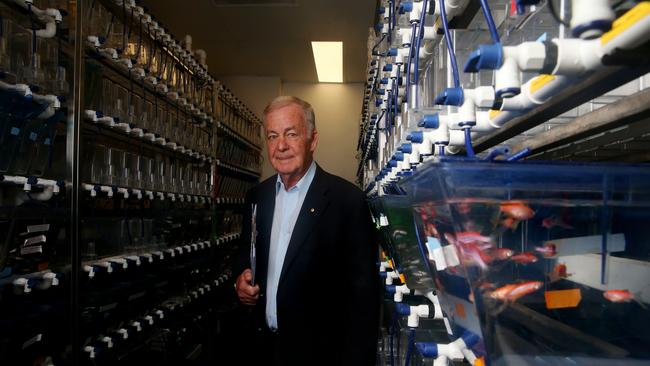 Researcher Bob Graham with tanks of zebrafish at the Victor Chang Cardiac Research Institute in Sydney on Thursday. Picture: Nikki Short