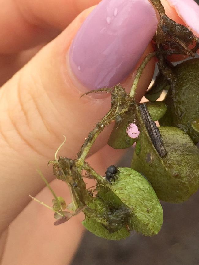 Gladstone Regional Council tried using tick-sized weevils to control salvinia weeds at Clinton’s Beaumont Park in May 2020.