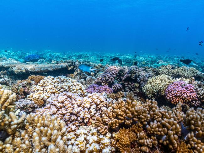 Budget announcement for Great Barrier Reef