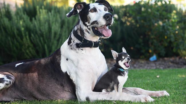 Great dane Guinevere and Chihuaha Sparrow. Picture: Michael Marschall