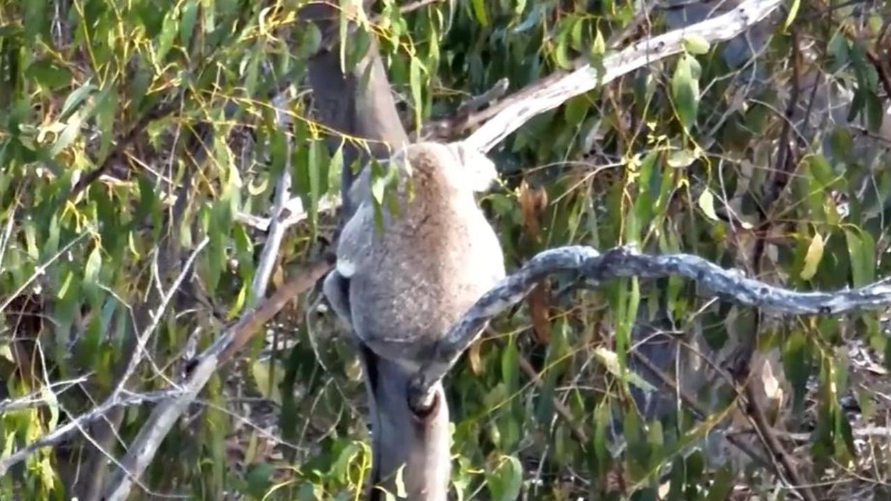 Plibersek’s office to ‘consider’ letter claiming mine risks koala future