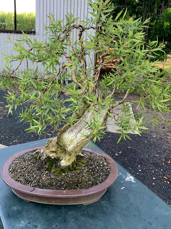 File photo of a bonsai plant.