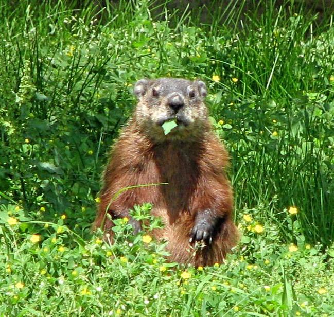 Some criticism keeps turning up every year like a well-known American groundhog. Picture: Wikimedia D. Gordon E. Robertson