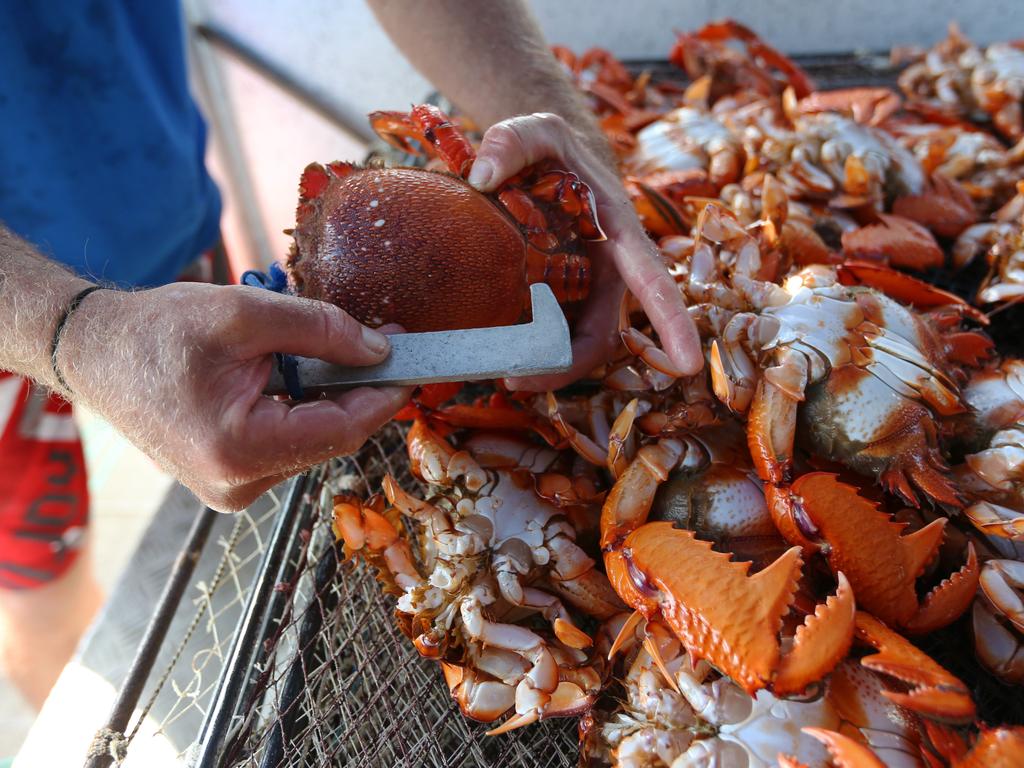 Spanner crabs Season changed The Courier Mail