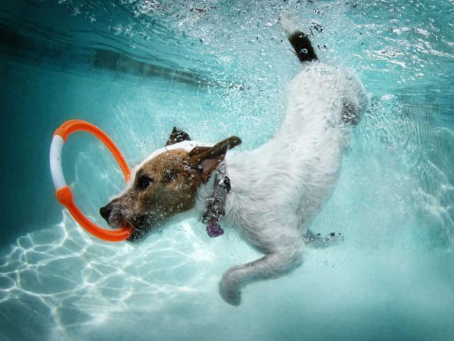 Underwater Dogs Kids Edition: Photos by Seth Casteel