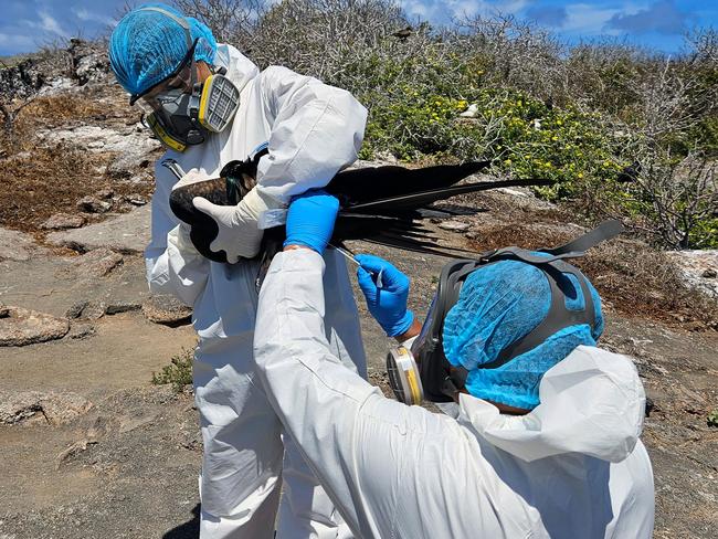 Galapagos National Park technicians examining a fregata bird on Genovesa Island. The first three cases of avian influenza were detected in the Galapagos Islands, which have an endemic fauna and are part of the natural heritage of humanity. Picture: Parque Nacional Galapagos/AFP