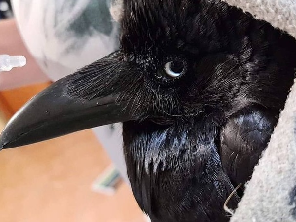 This injured Australian raven was taken to North Queensland Wildlife Care in Townsville, where it was found to have an air rifle pellet lodged in its wing. Picture: NQ Wildlife Care