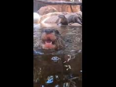 Zoo animals beat the heat with icy treats in Perth