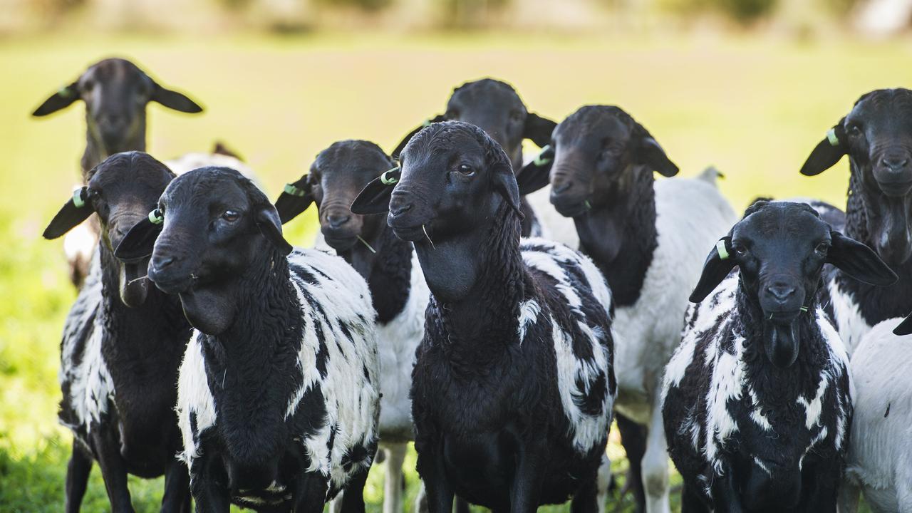 Speckled Persians on the Walkers’ Pearcedale property. Picture: Zoe Phillips