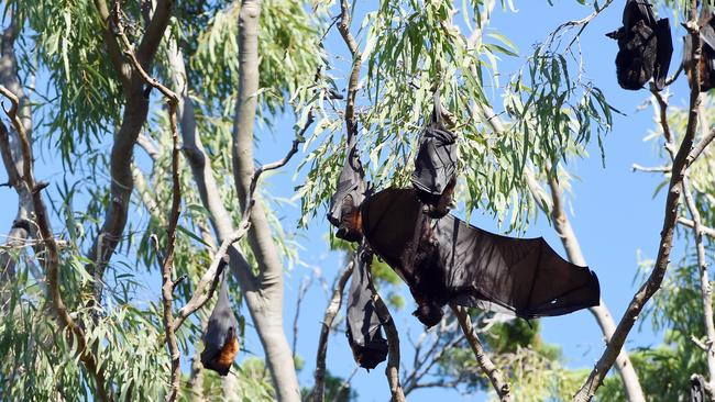 A 60,000-strong roost of flying foxes has been discovered in bushland in Cooloola Cove.