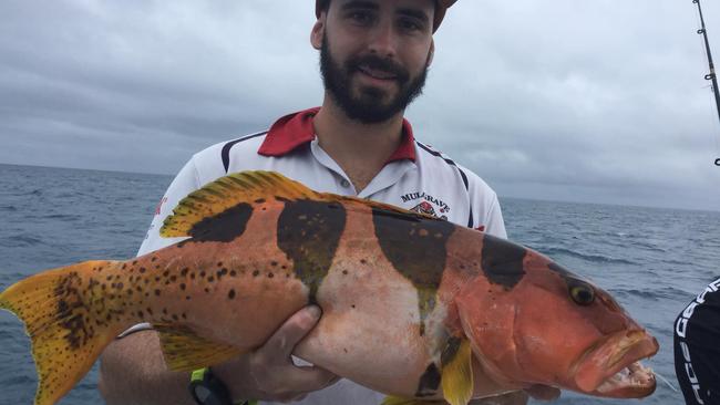 08/09/2022 – A colourful blue spot (footballer) coral trout caught off Port Douglas last weekend with Dragon Lady Charters. Picture: Robert Erskine