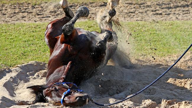 Beat Le Bon enjoys a roll in the sandpit ahead of the Golden Eagle. Picture: Toby Zerna