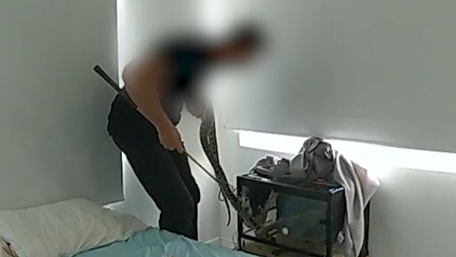 A snake was found during the raid on the property in Nambour.