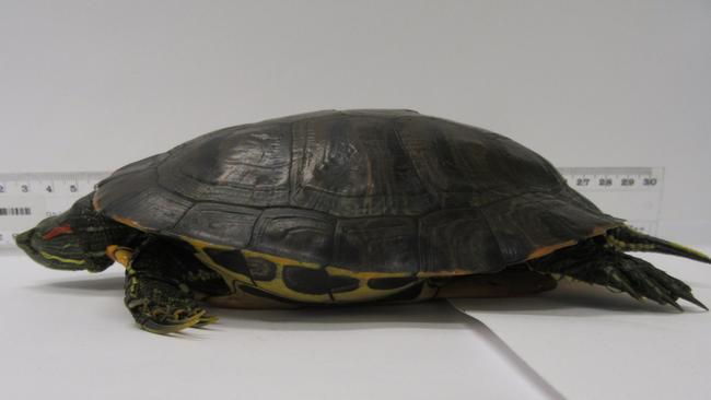 The red-eared slider turtle.