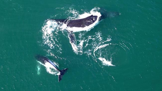 Drone captures whales off Collaroy | Daily Telegraph