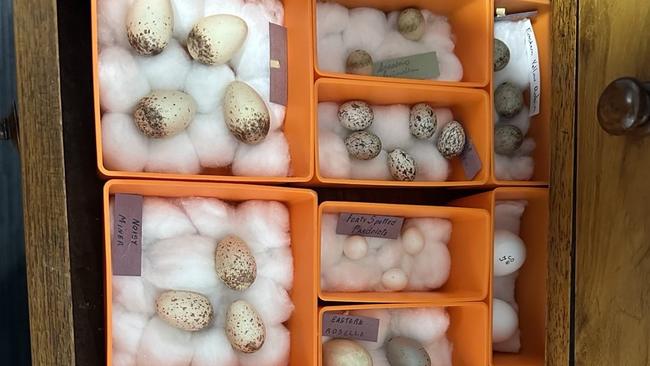 A 62-year old Tasmanian man is alleged to be involved in the international operation, with authorities claiming he collected and harvested bird eggs from the wild and traded them with people overseas. Picture: DCCEEW