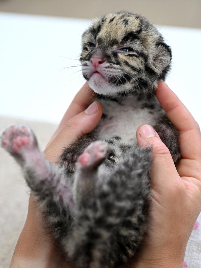 Mirri is being hand reared at Wild Cat Conservation Centre. Picture: Gregg Porteous.