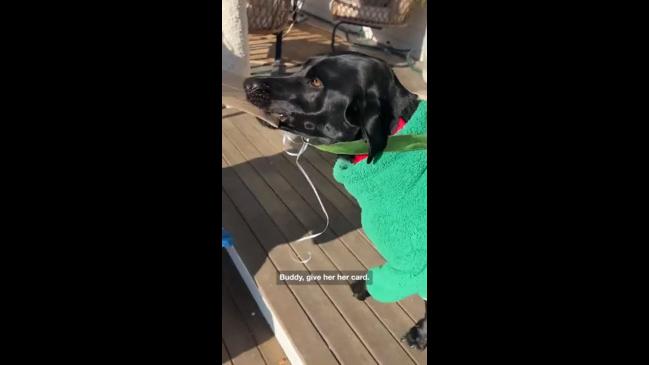 Adorable labrador is too excited to give a gift to his favourite postwoman