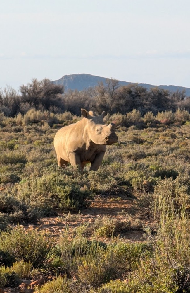 I can only assume this little guy is the calf all grown up. Picture: News.com.au