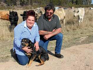 SAD REALITY: Annette Vanderwolf and her dad, Erne,  love their pet dog Dumbledore as much as they love their calves, which were destroyed by someone else's pet. Inset: The Vanderwolfs' two-day-old calf was attacked by domestic dogs. Picture: Liana Walker