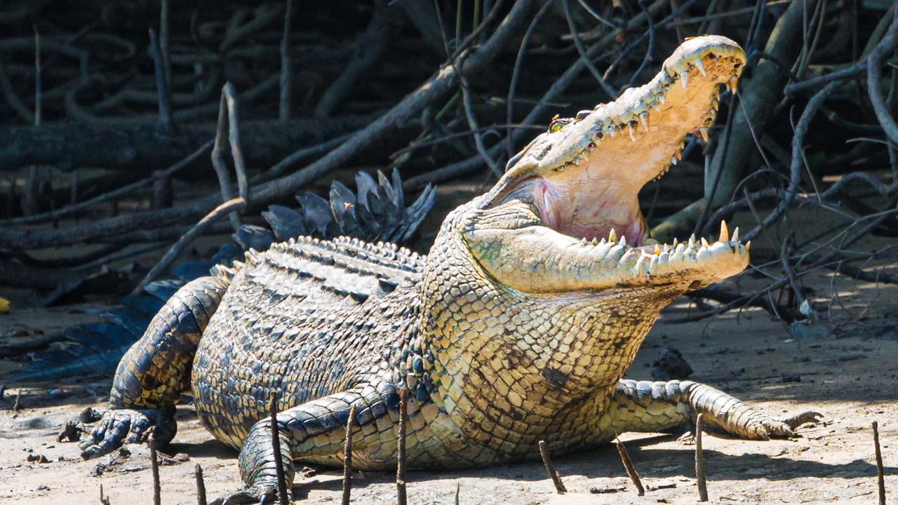 Australian saltwater crocodiles are considered among the most dangerous predators in the world. PIcture: File photo