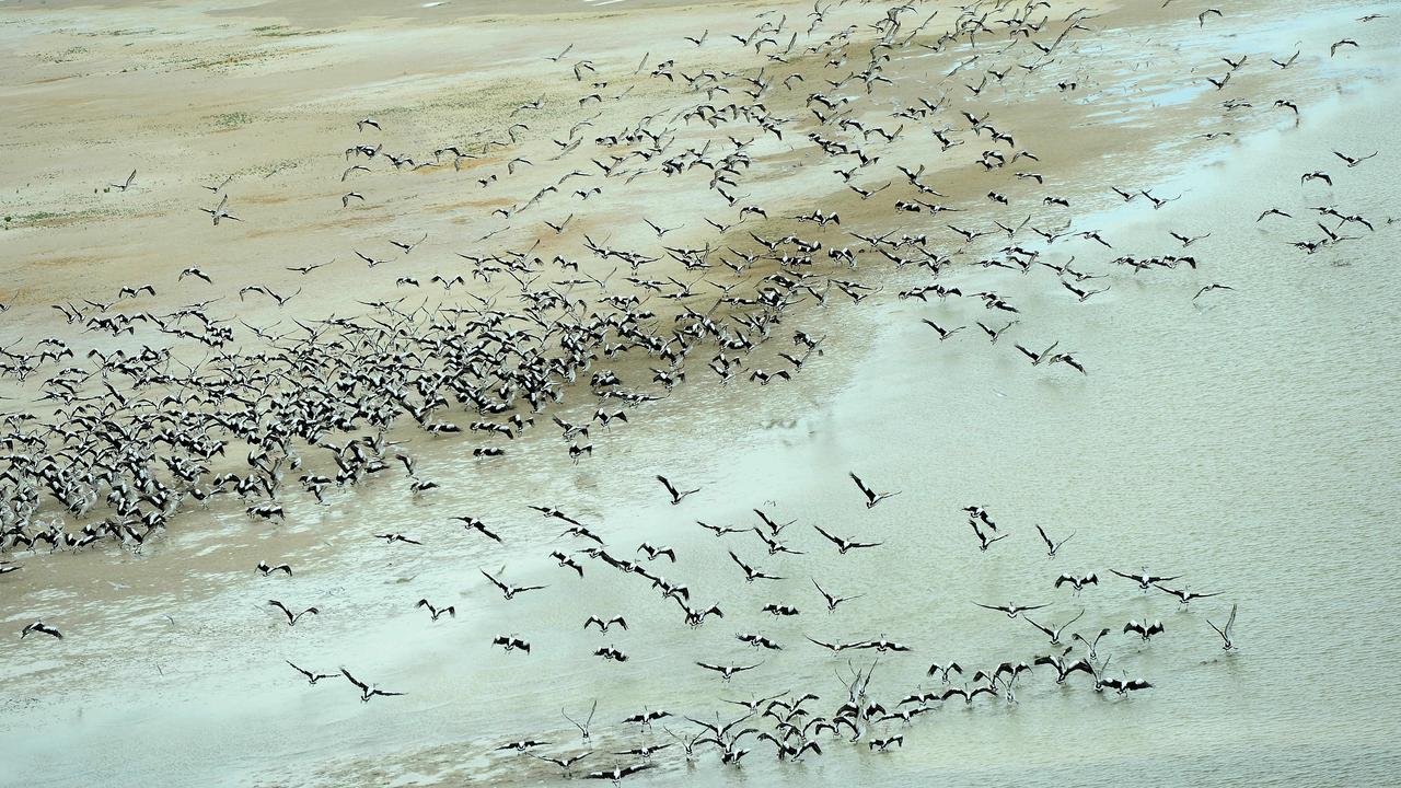 Pelicans launch into the air at Lake Eyre’s northern end during floods in 2016. Picture: Mark Brake