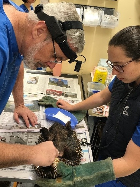 PRICKLY PATIENT: Dr Paul Sheedy performed surgery on the animal.