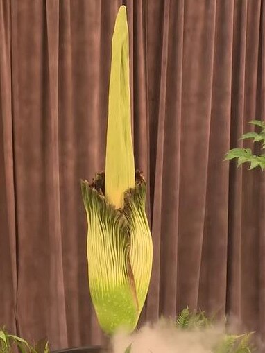 The corpse flower at 1.22pm local time. Picture: YouTube.