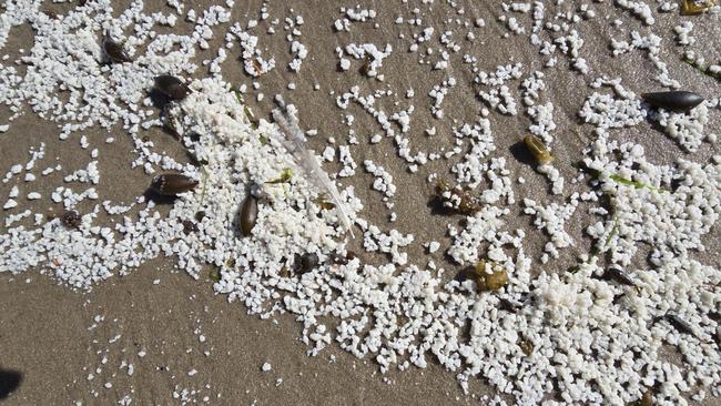 Imaged supplied of the Bob Brown Foundation showing fish matter washed up on Bruny Island