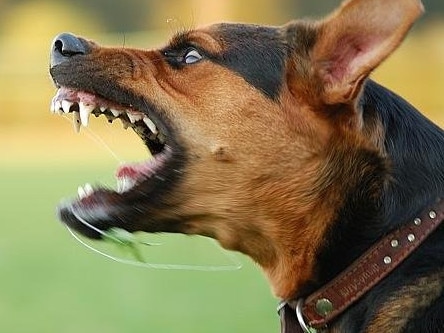 angry dog with bared teeth