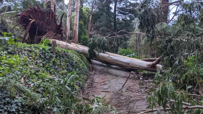 A felled tree in Kalorama after wild winds overnight. Picture: Facebook