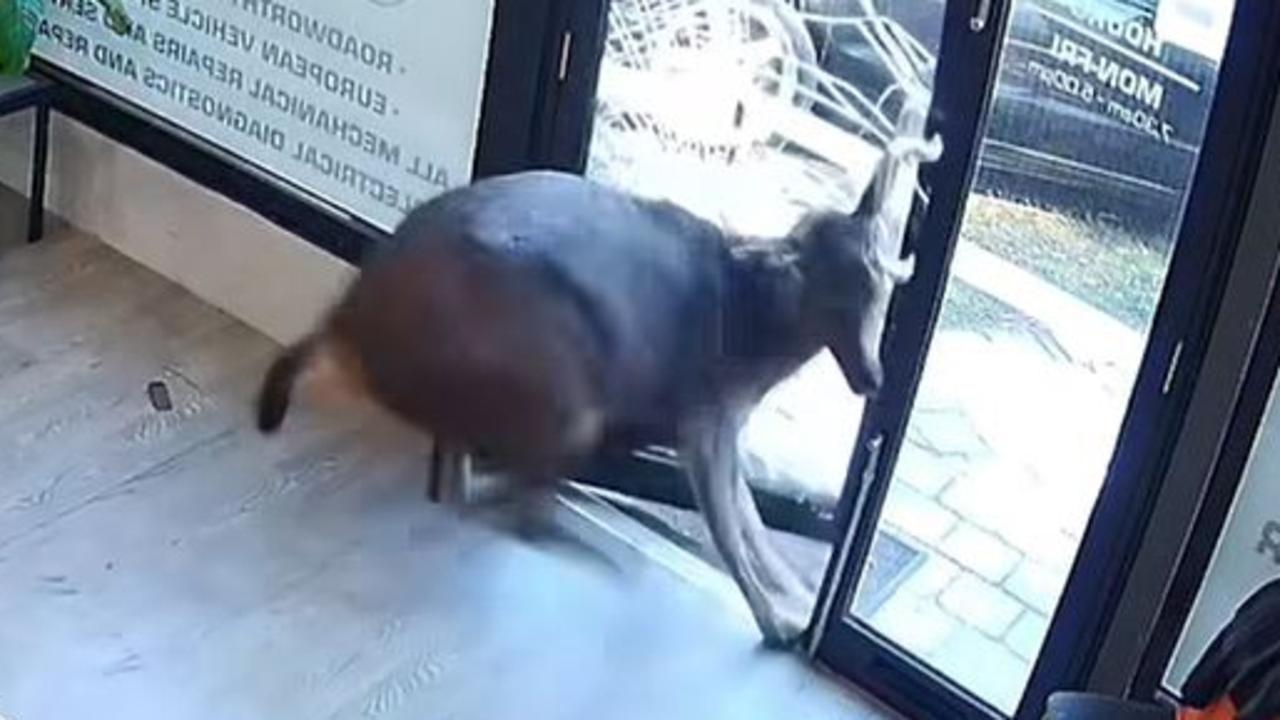 Stag-gering sight as deer smashes through Melbourne shop