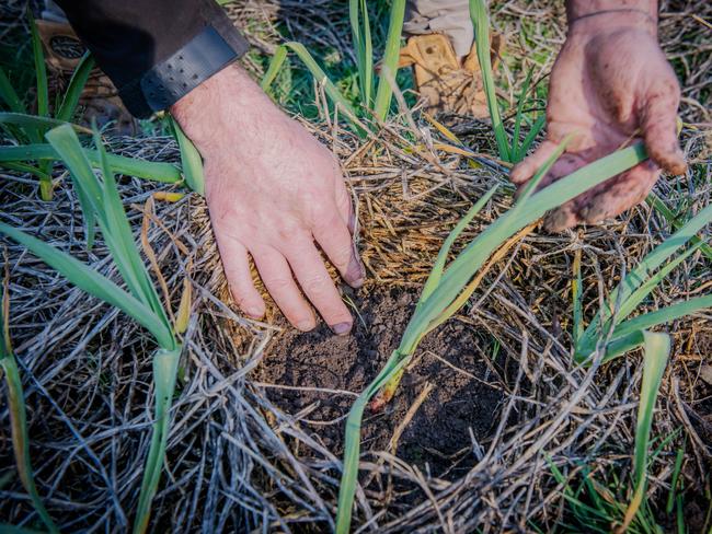 Justine and Brett are looking into weed matting to cut down on labour. Picture: Laura Ferguson.