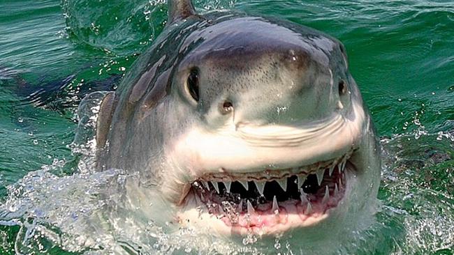 A juvenile great white shark at Port Stephens. Picture: Al McGlashan.