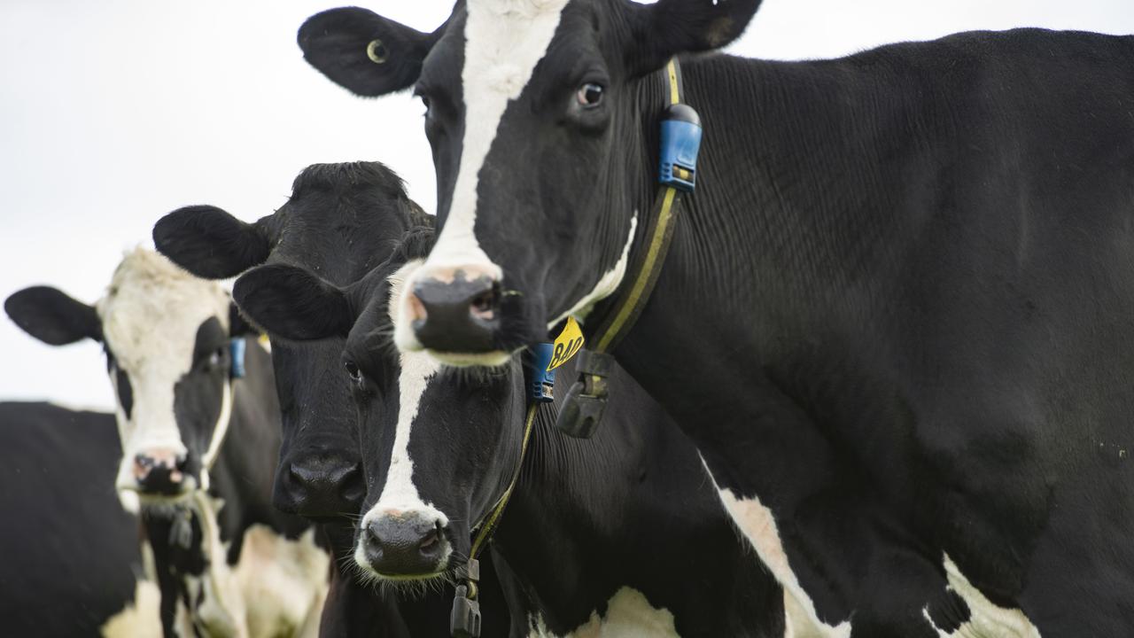 Aurora Dairies is one of the biggest milk producers in the country.