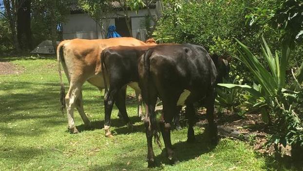 The four cows spotted on the run around Tallai since late evening on Christmas Day have finally been contained by a nearby resident. Photo: Facebook