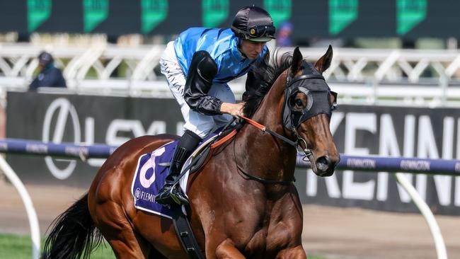 The Shane Jackson-trained Rogue Rocker is a terrific each-way play at Caulfield on Saturday. Picture: George Sal / Racing Photos