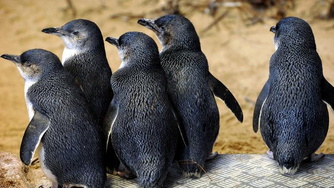 There’s an overload of cuteness on Penguin Island near Rockingham. Picture: Natalie Slade