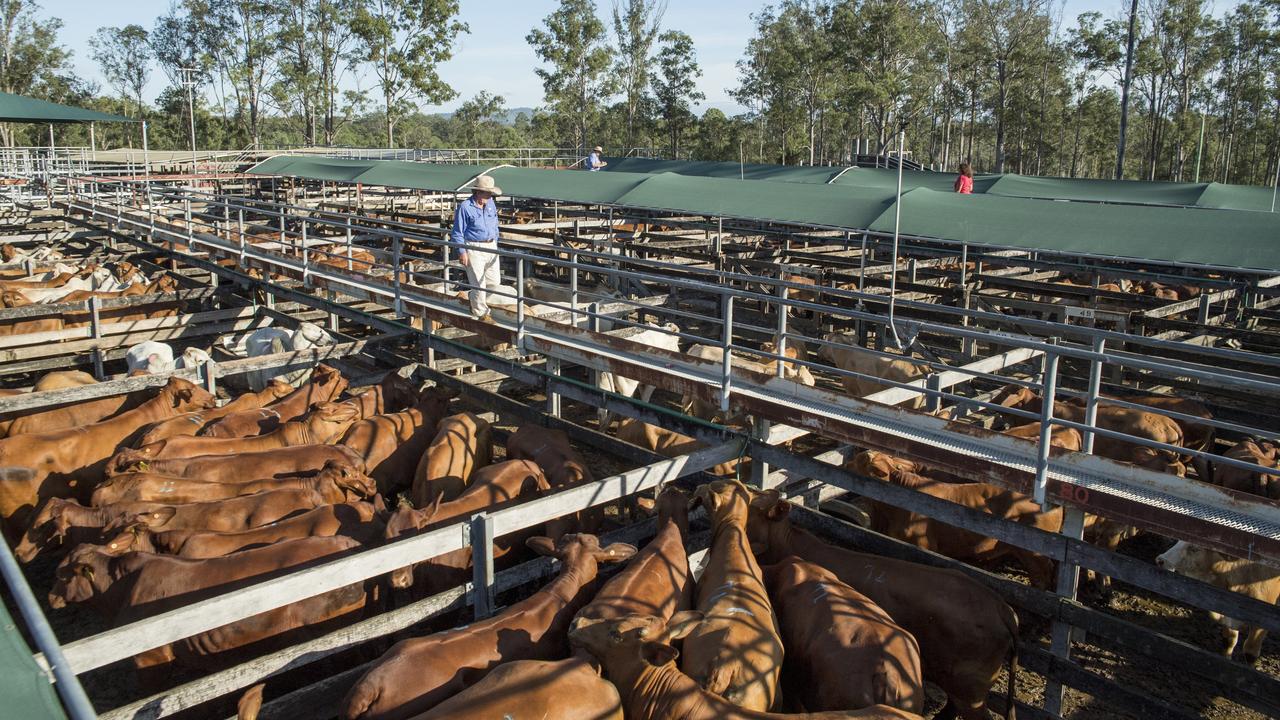 Gympie’s Saleyards are at the centre of an expected deal between the council and Aurizon to keep cattle rail services sustainable.