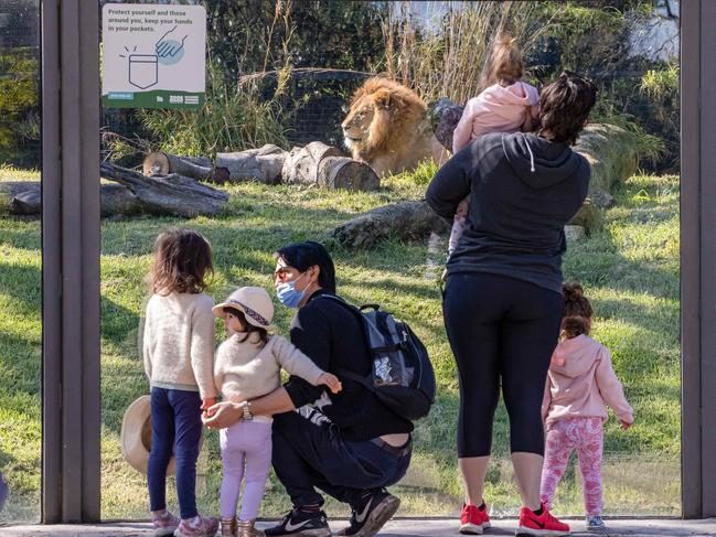 No more lion around: it’s time to get back to Melbourne Zoo. Picture: Jason Edwards