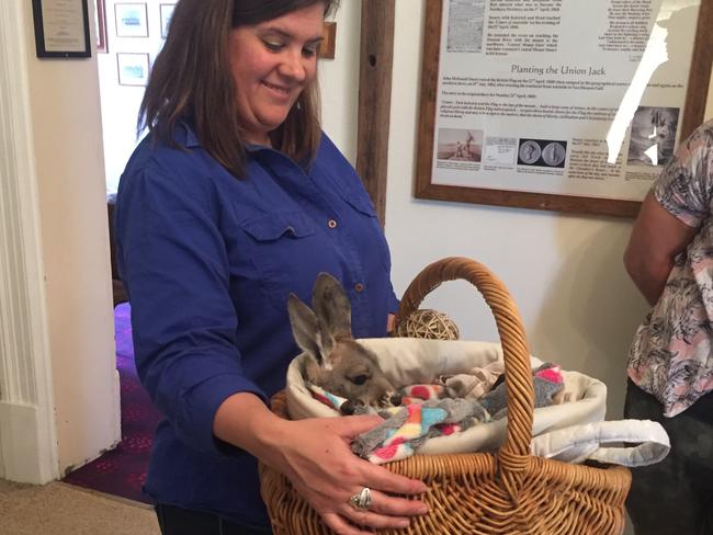 A joey being cared for at the Marree Hotel.