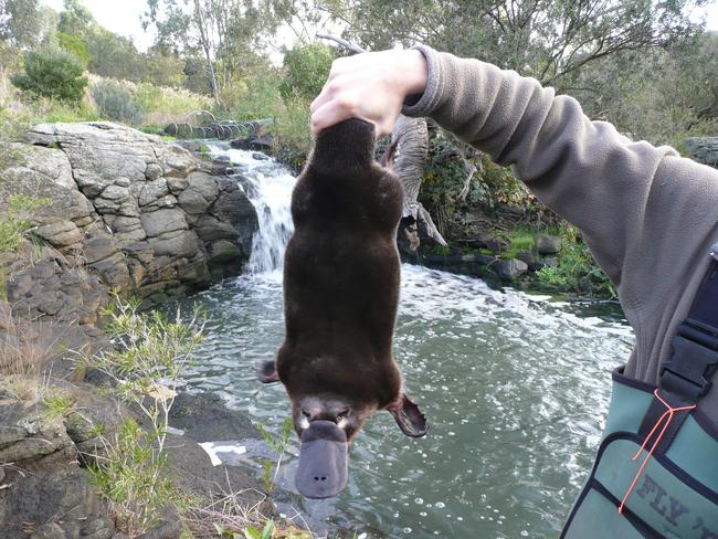 Melbourne's biggest platypus found in Sunbury last June.