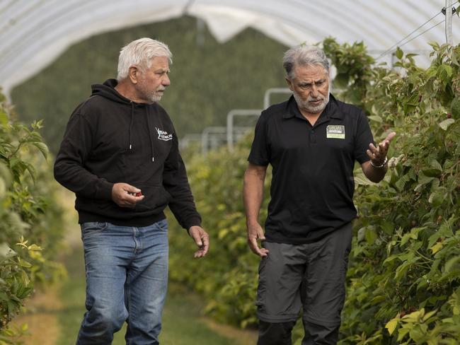 Adelaide Hills berry farm brothers, Dominic and Sam Virgara walking through raspberries  that can not be picked and sold because they are on the edge of the fruit fly zone.19th February 2025 Picture: Brett Hartwig