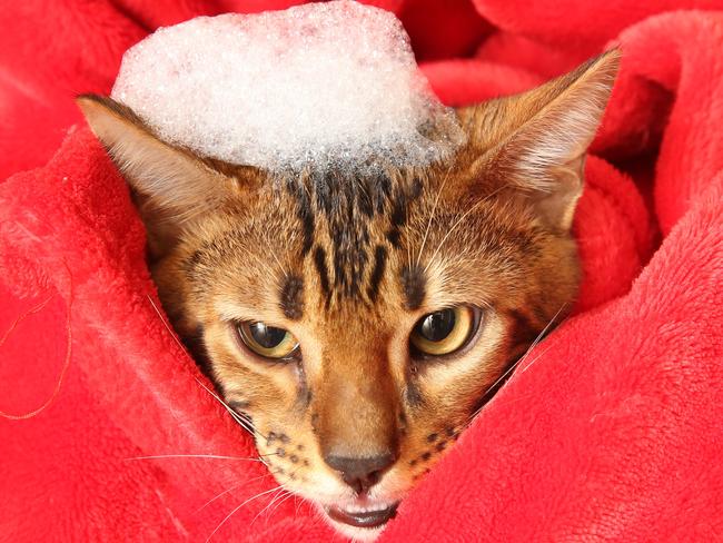 Bengal Kittens that love the water and when Julia, 6 and Matthias, 4, have a bath, they sometimes like to join in on the fun. Picture: Alex Coppel