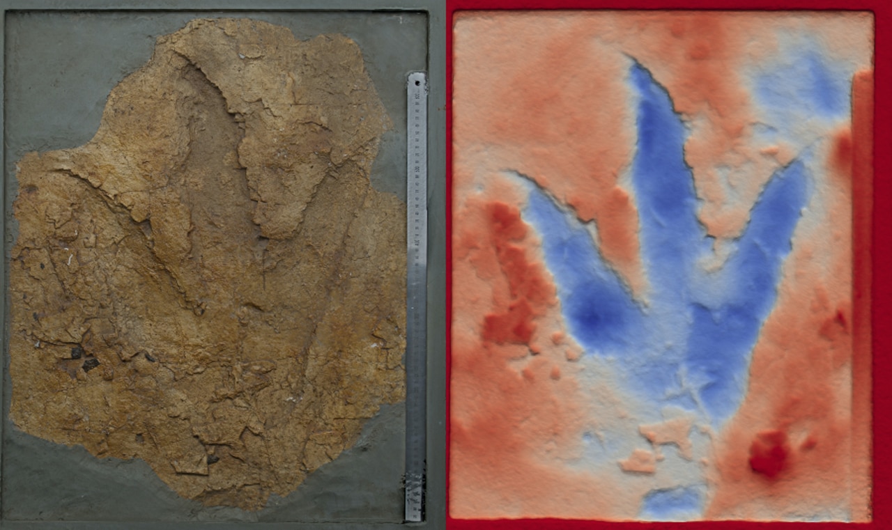 A dinosaur footprints from an Oakey mine and a